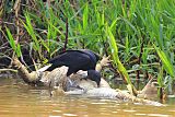 Black Vulture